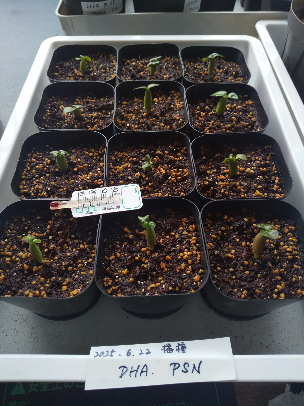 Adenium DHA PSN (アデニウム DHA PSN)