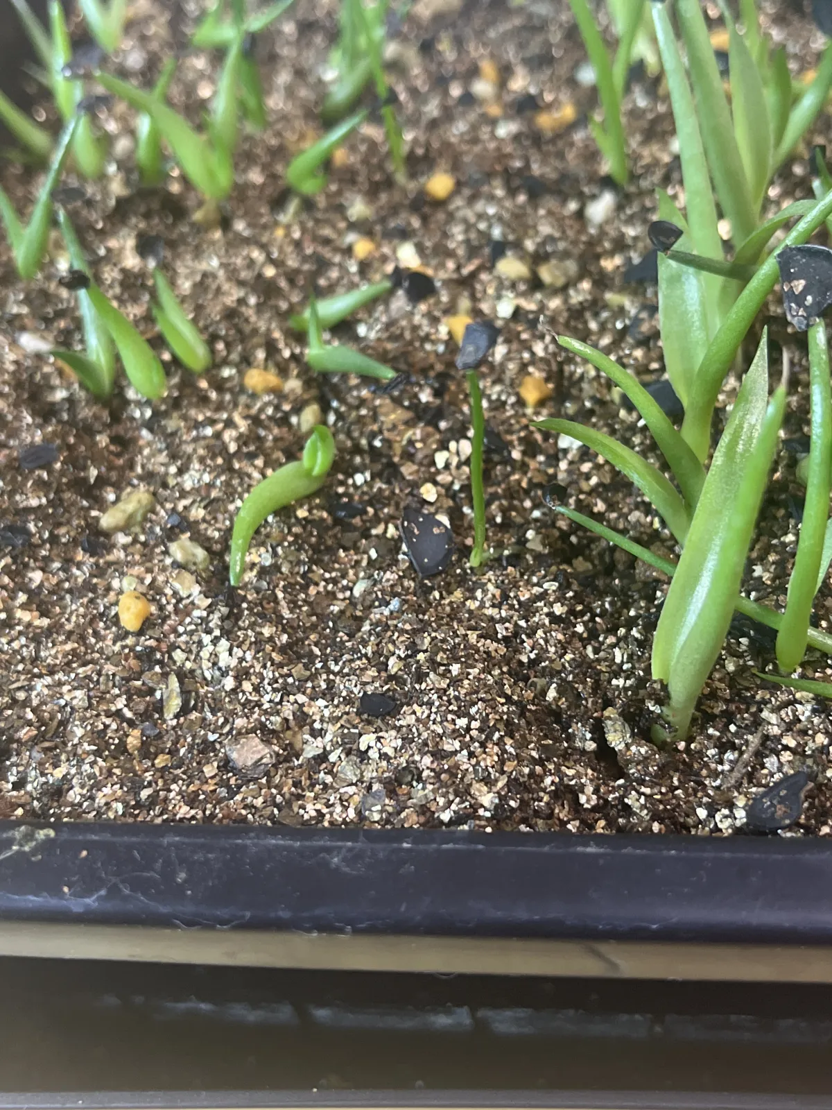 Agave gracielae (アガベ グラシエラエ)