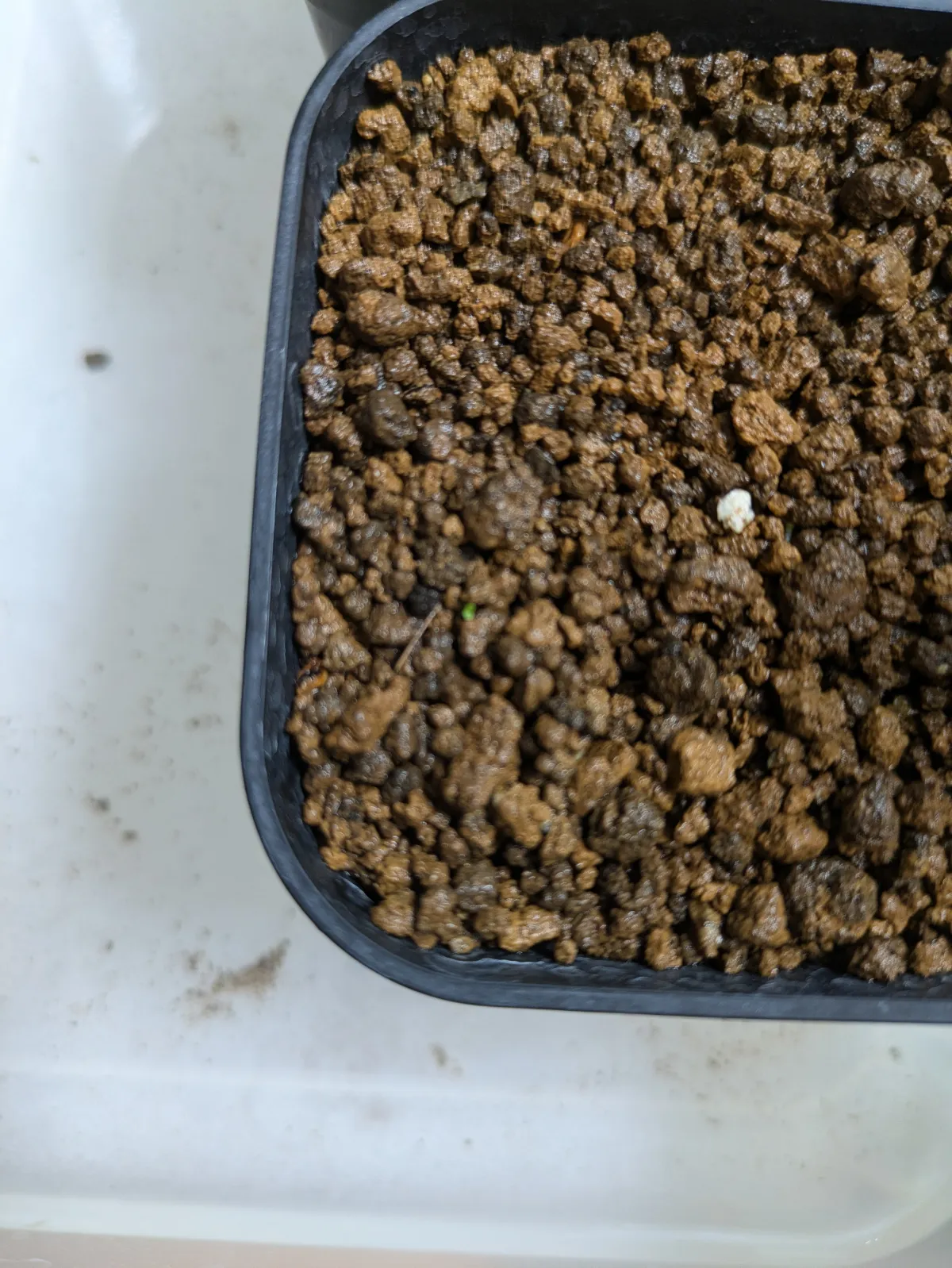 Tylecodon wallichii (ティレコドン ワリチー)