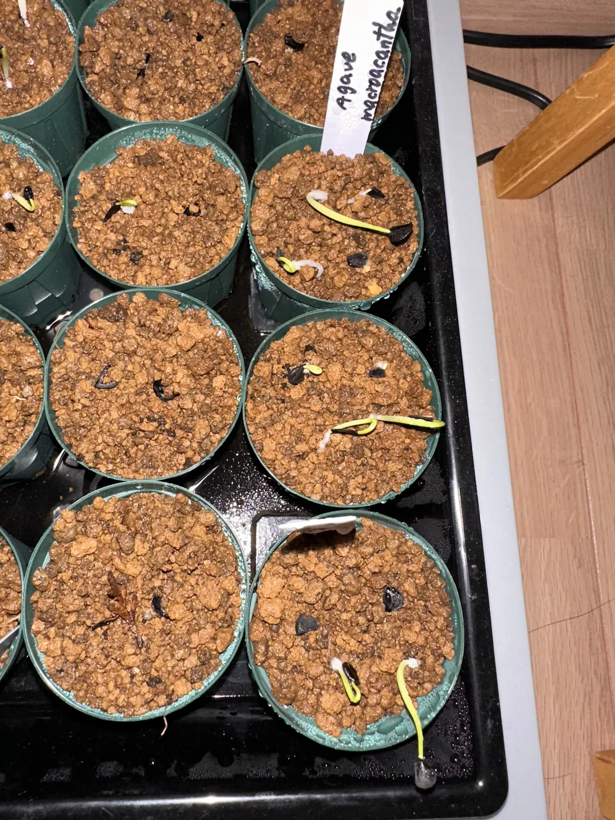 Agave macroacantha (アガベ マクロアカンサ 八荒殿)