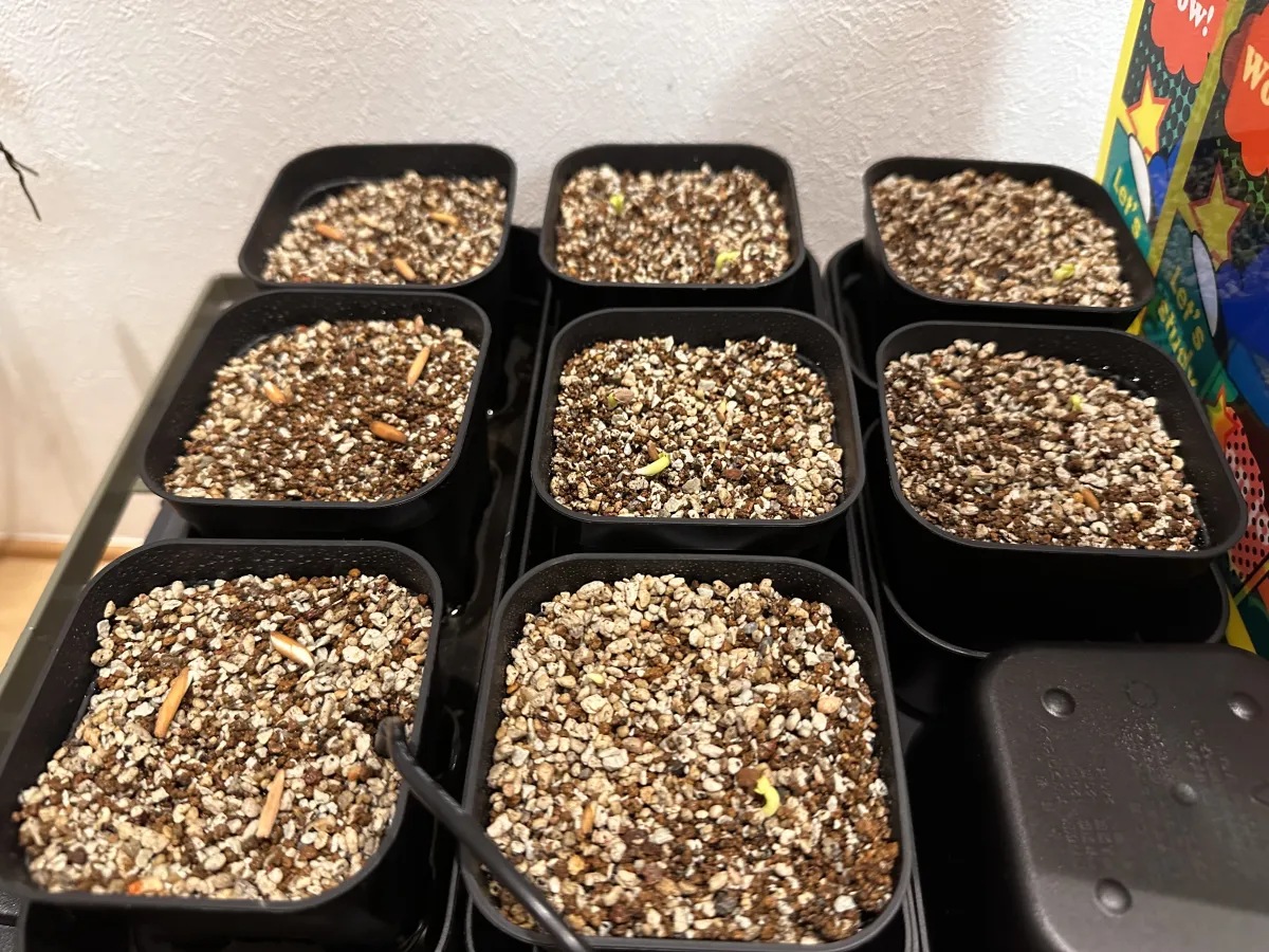 Pachypodium succulentum (パキポディウム サキュレンタム 天馬空)