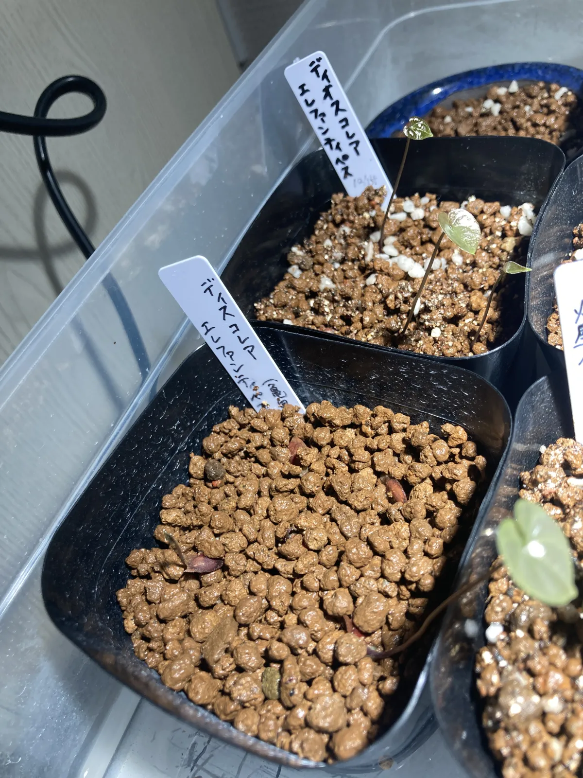 Dioscorea elephantipes (ディオスコレア エレファンティペス2023F)