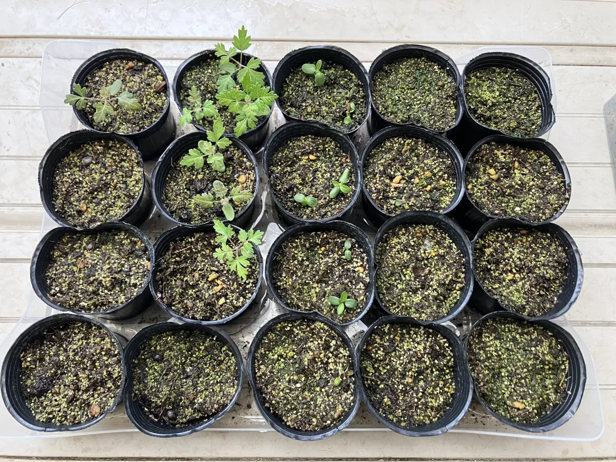 Strelitzia reginae (ストレリチア レジーナ)