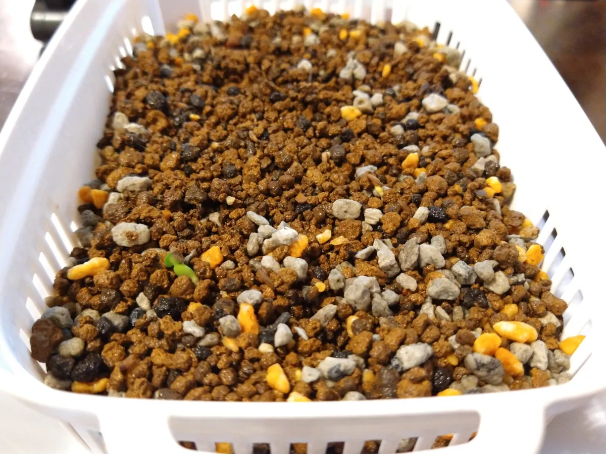 Pachypodium succulentum (パキポディウム サキュレンタム)