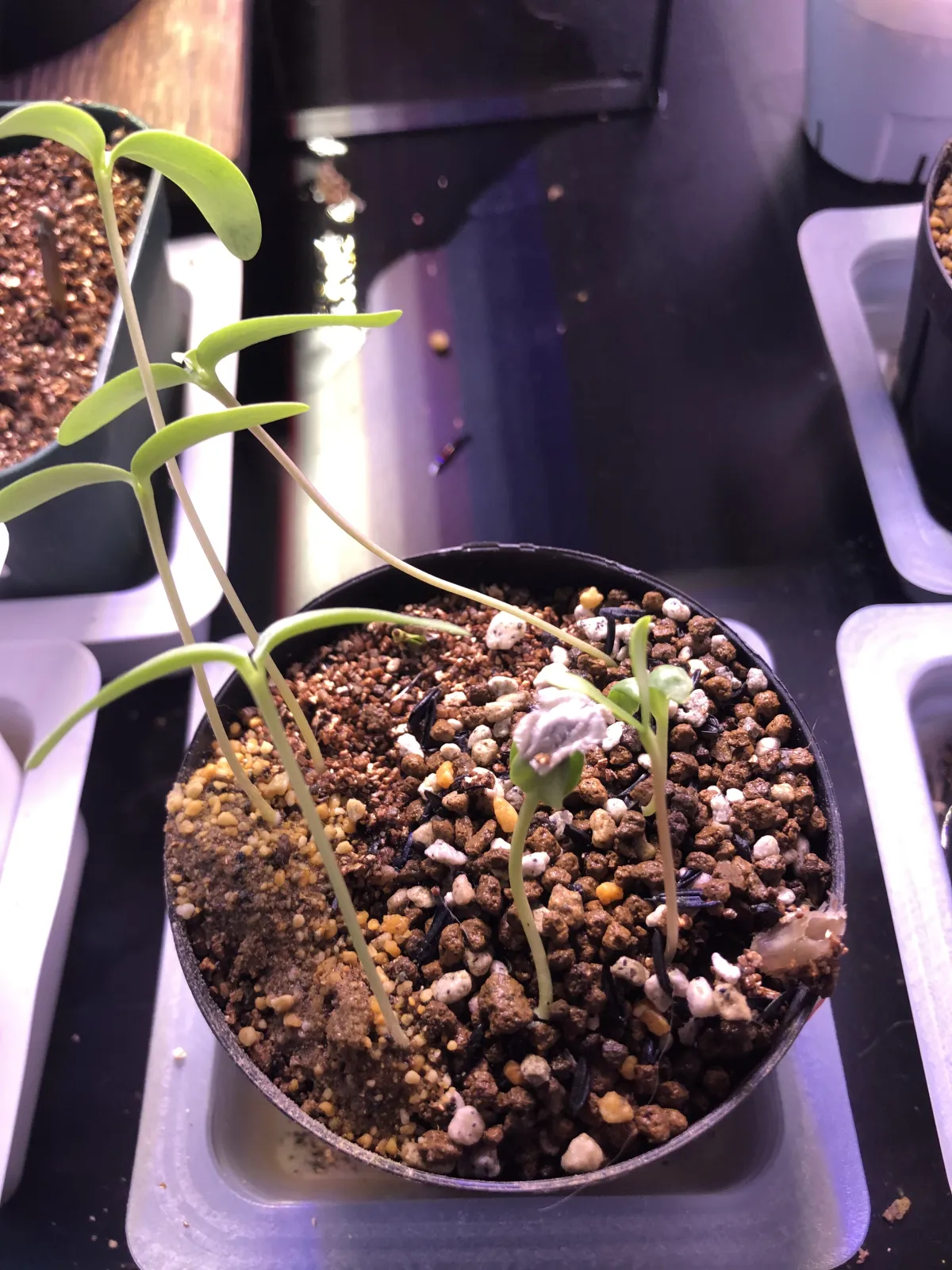 Fouquieria formosa (フォークイエリア フォルモサ)