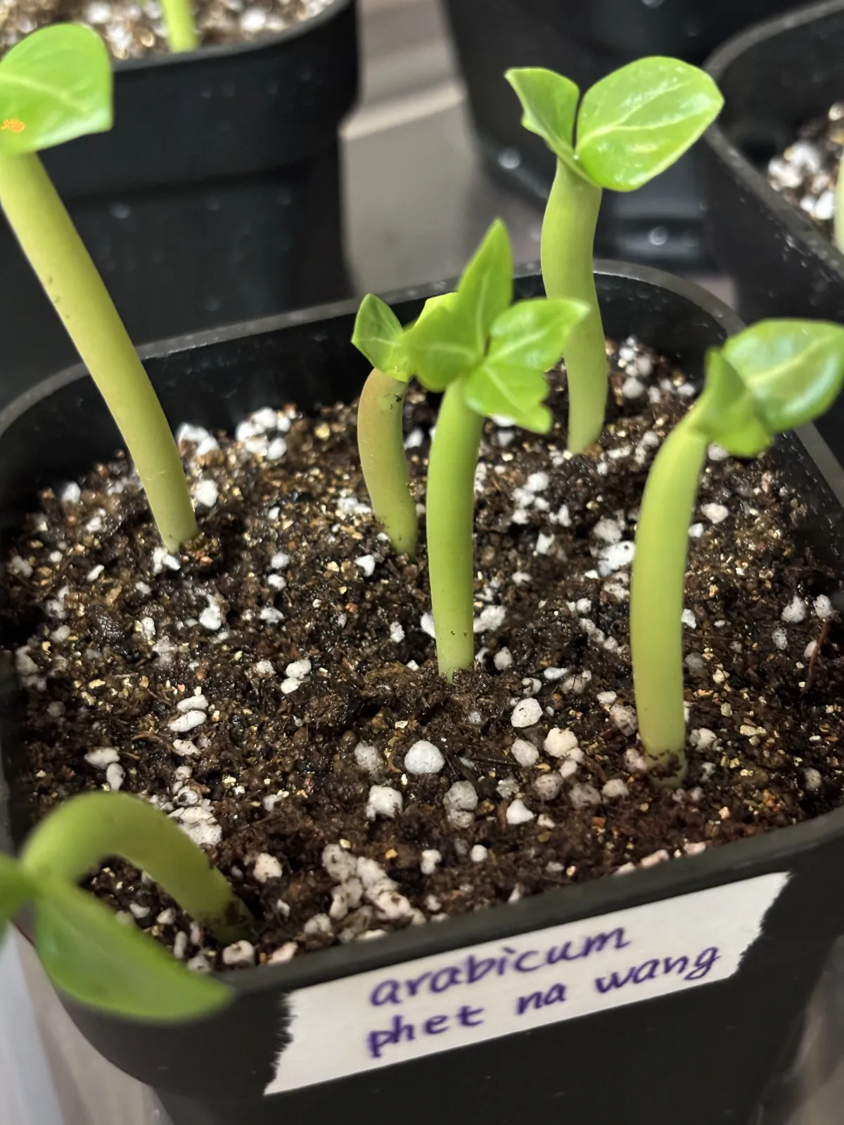 Adenium arabicum (アデニウム アラビカム)