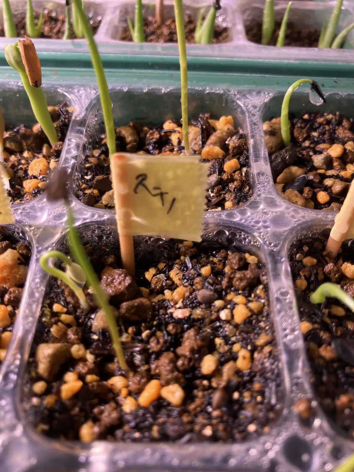 Euphorbia stenoclada subsp. stenoclada (ユーフォルビア ステノクラーダ)