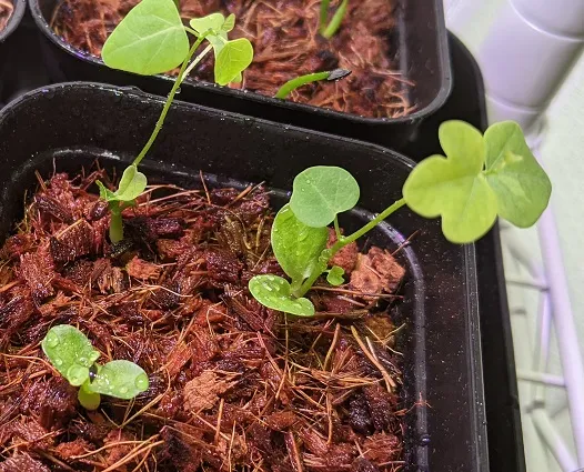 Adenia isaloensis (アデニア イサロエンシス)