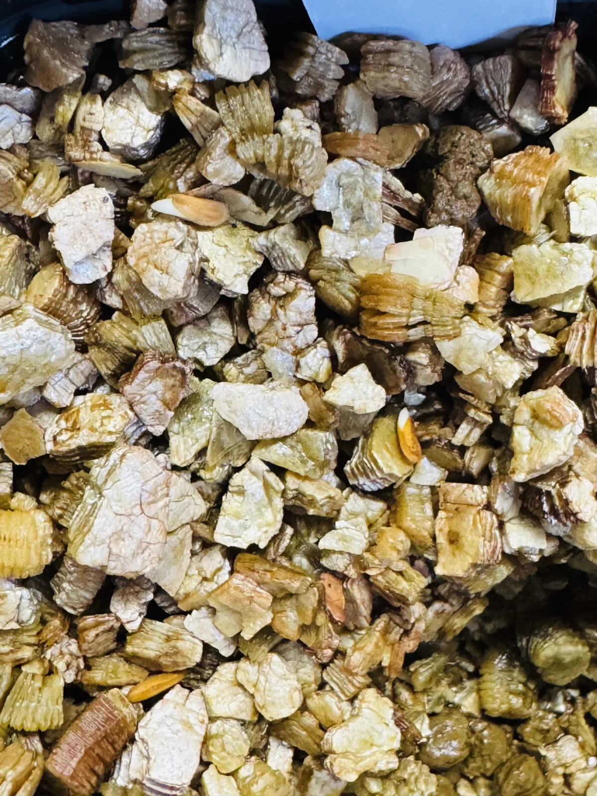 Pachypodium brevicaule subsp. leucoxanthum (パキポディウム レウコキサンツム)