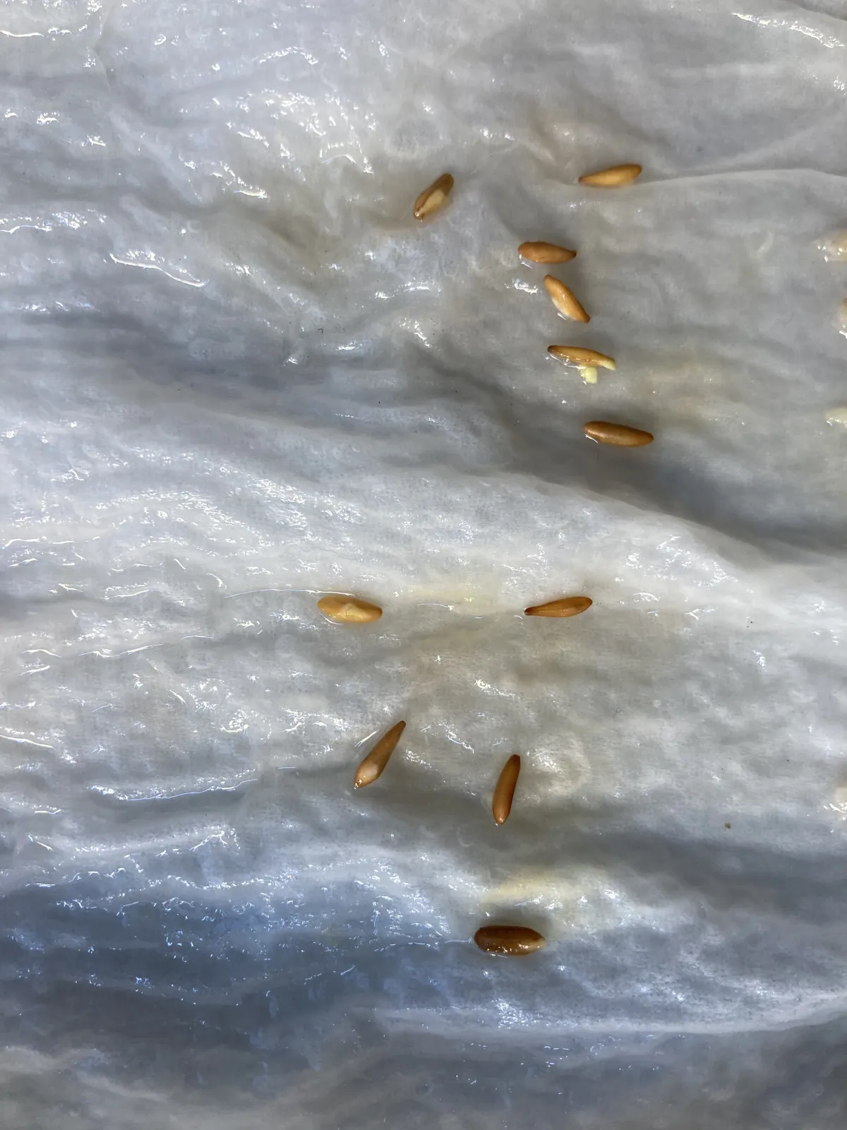 [無料種子] 発芽難 パキポディウム グラキリス　 Pachypodium rosulatum var. gracilius