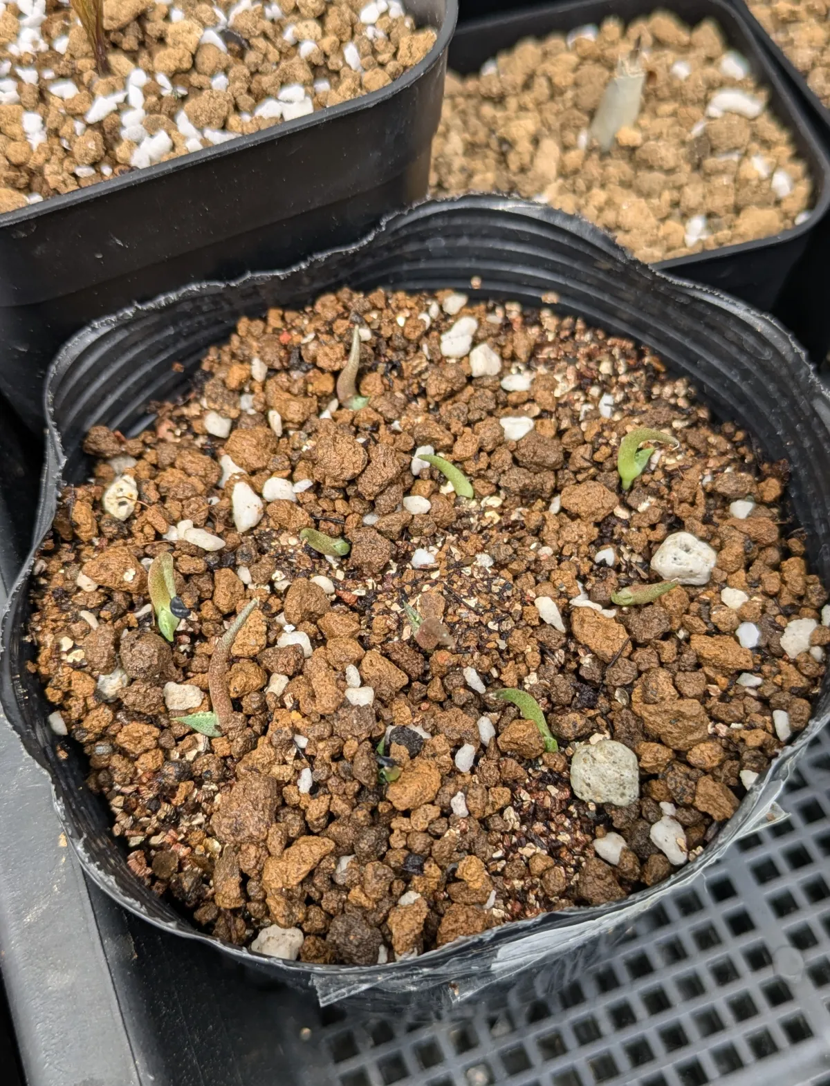 Agave horrida 'Chocolate Thorn' (アガベ ホリダ チョコレートソーン)