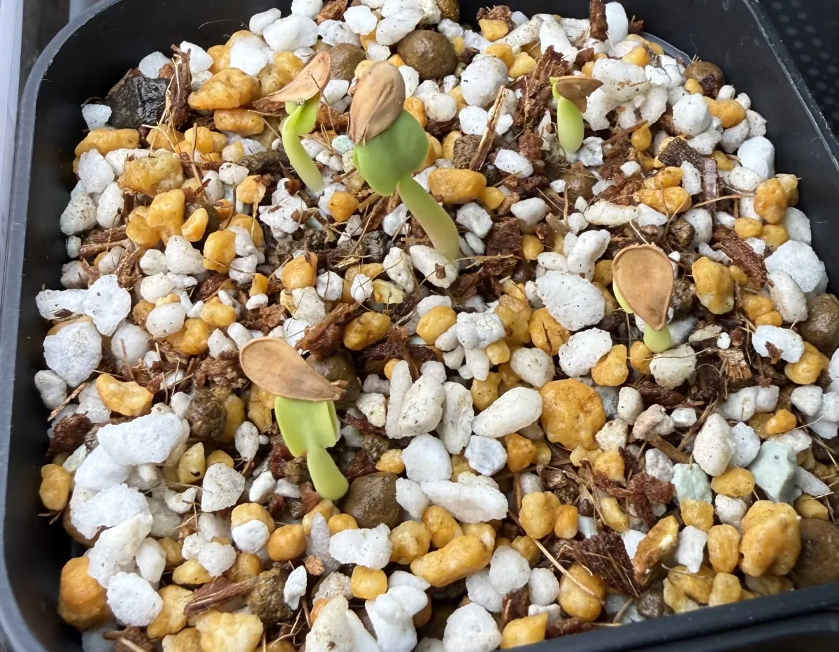 Pachypodium saundersii (パキポディウム サンデルシー 白馬城)