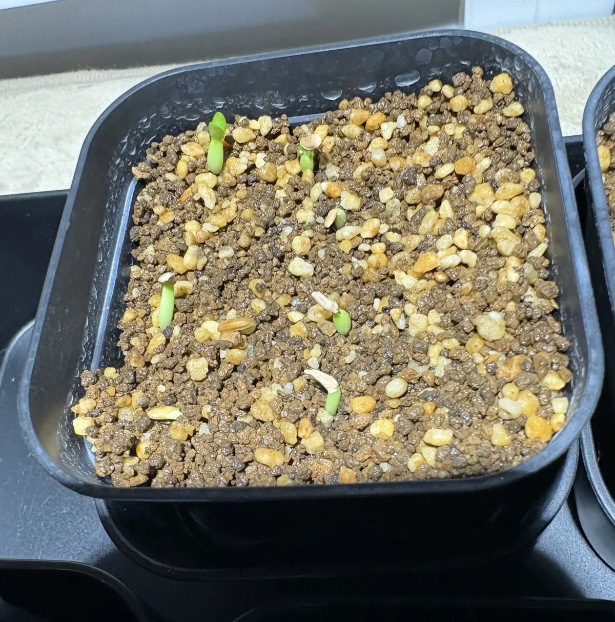 Pachypodium brevicaule subsp. leucoxanthum (パキポディウム レウコキサンツム)