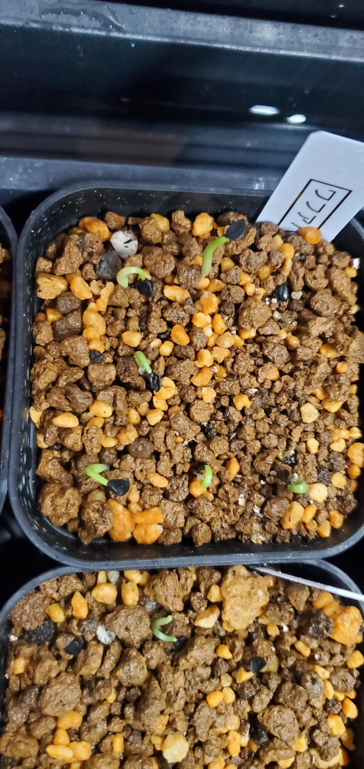 Agave kerchovei 'Huajuapan Red' (アガベ ワフアパンレッド)