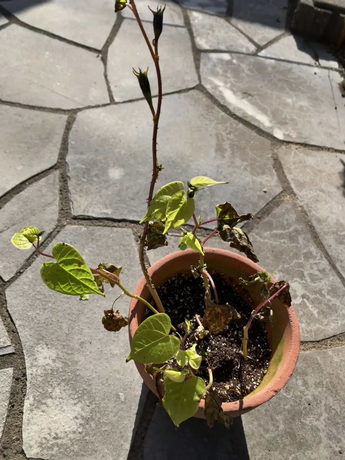 Ipomoea Ipomoea sp. (イポメア)