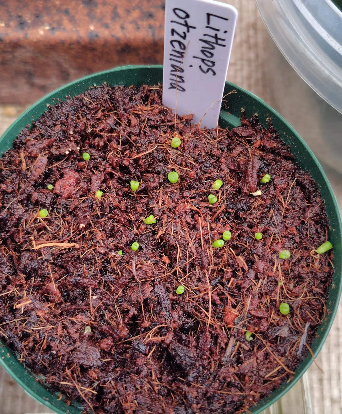 Lithops otzeniana (リトープス オツエニアナ)