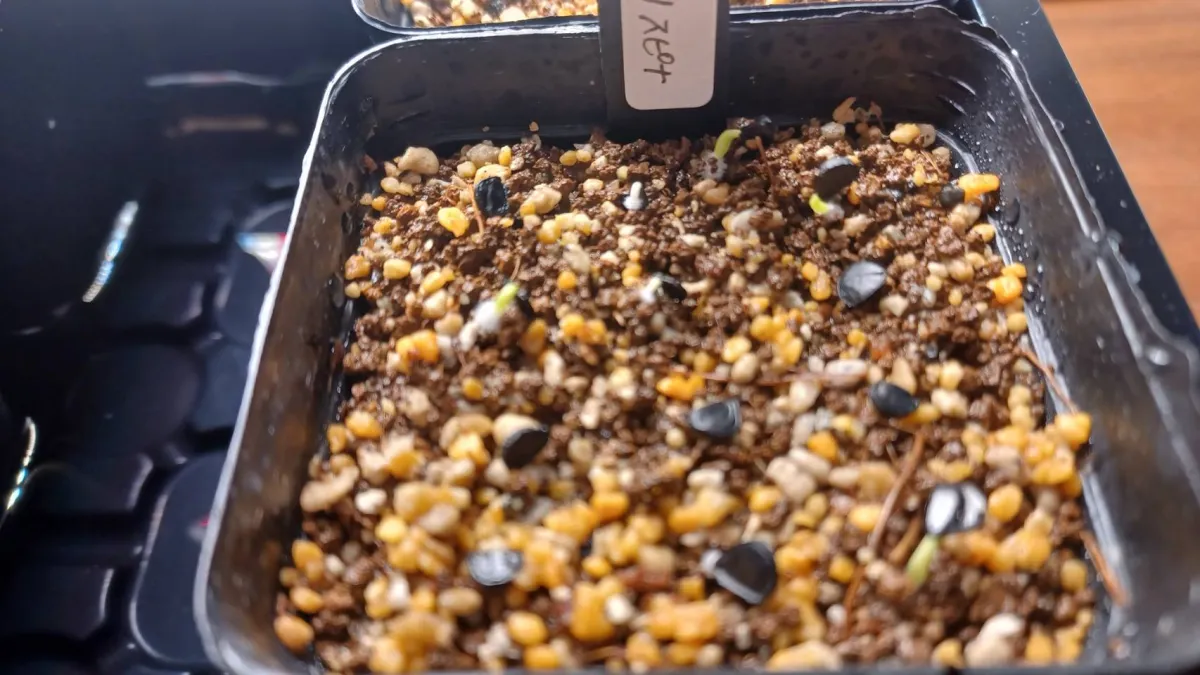 Agave utahensis var. eborispina (アガベ エボリスピナ)