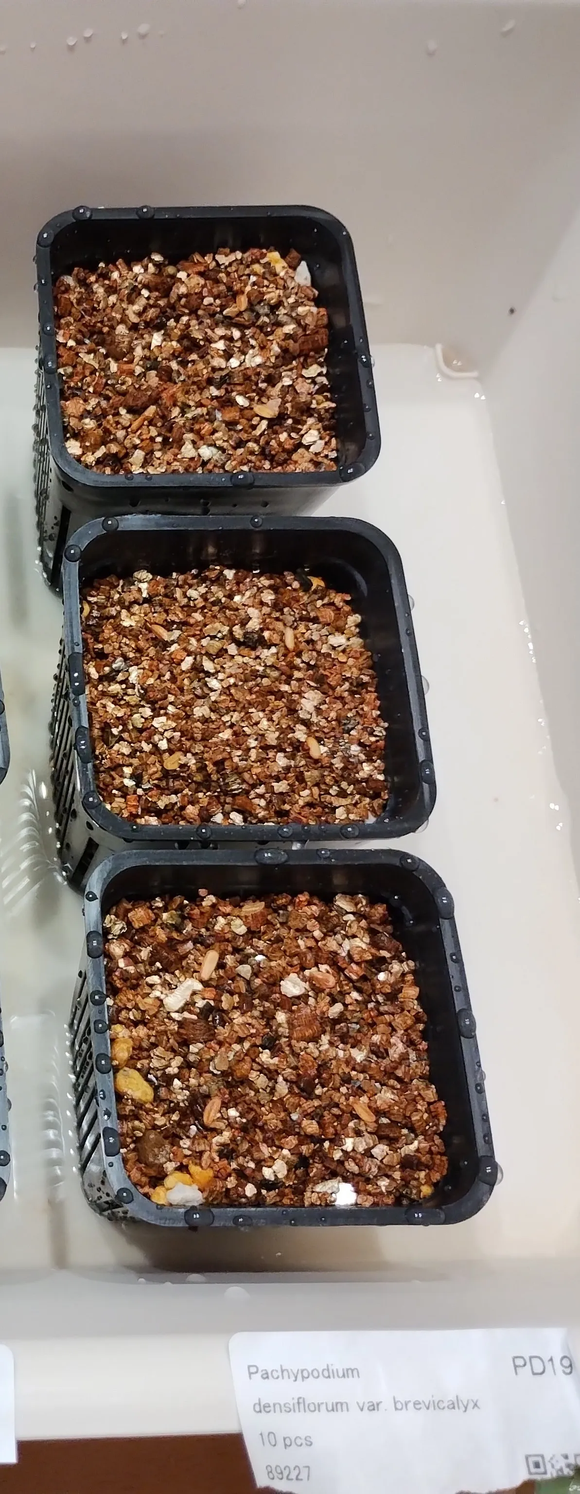 Pachypodium densiflorum var. brevicalyx (パキポディウム ブレビカリックス)