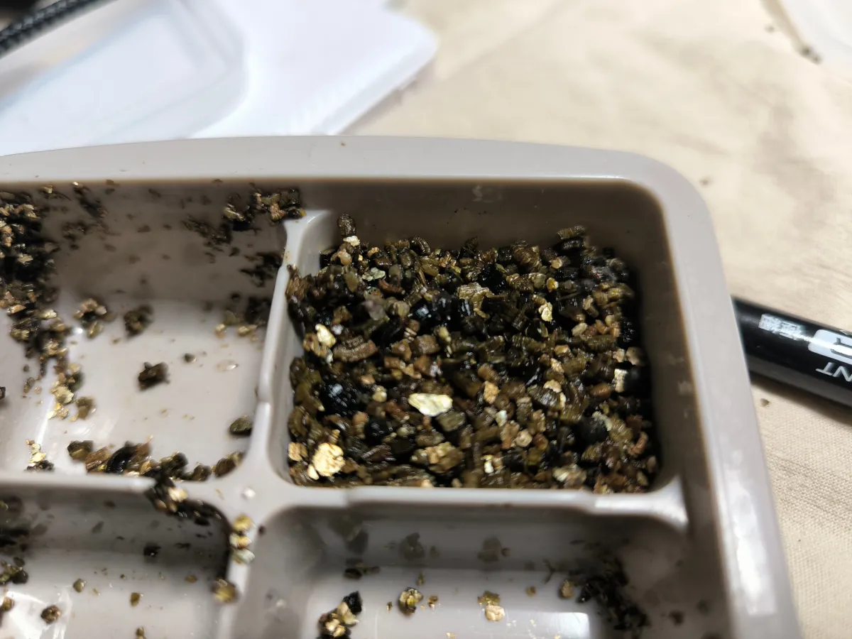 Alluaudia montagnacii (アローディア モンタグナッキー)