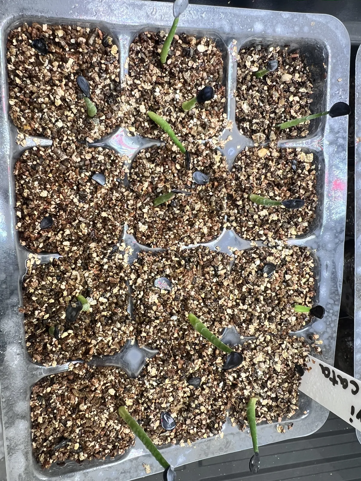 Agave parryi subsp. parryi (アガベ パリー)