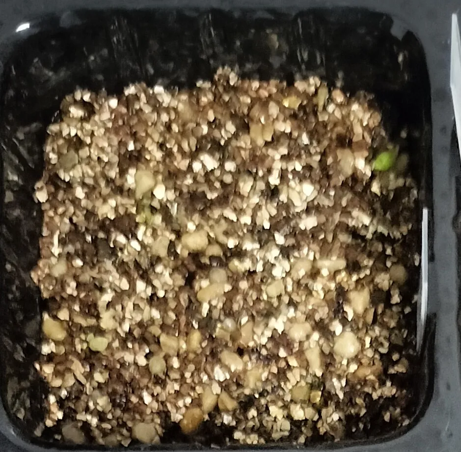 Copiapoa hypogaea Lizard Skin (コピアポア リザードスキン)