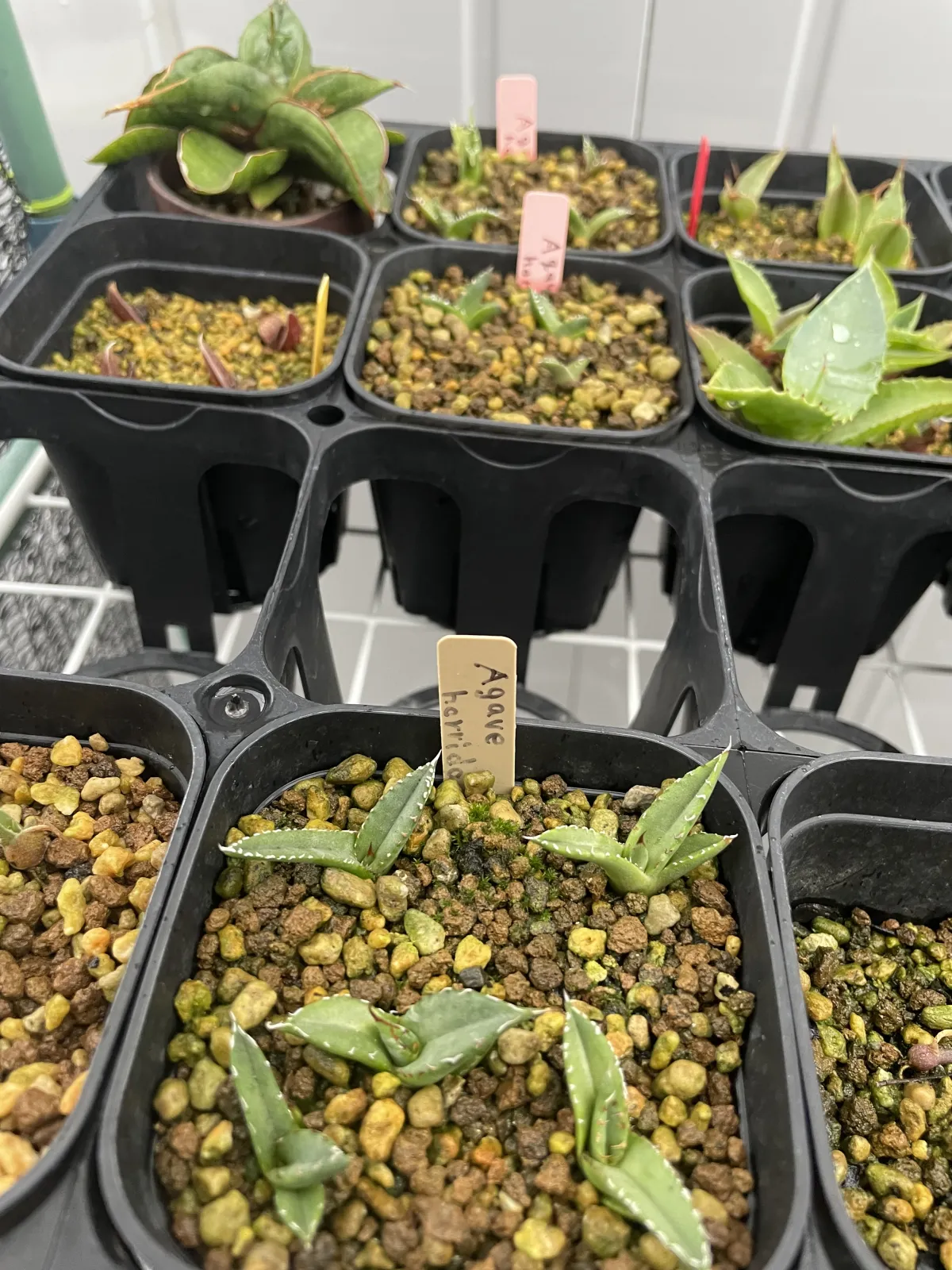 Agave horrida ssp. horrida (アガベ ホリダ)