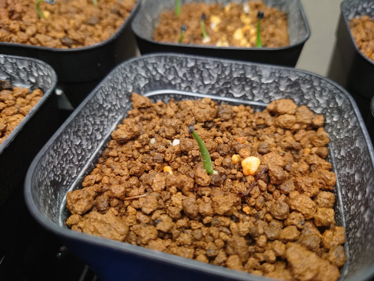 Agave utahensis var. nevadensis (アガベ ユタエンシス ネヴァデンシス)