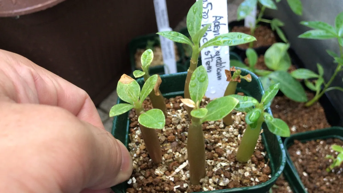 Adenium arabicum Black Stem (アデニウム アラビカム ブラックステム)