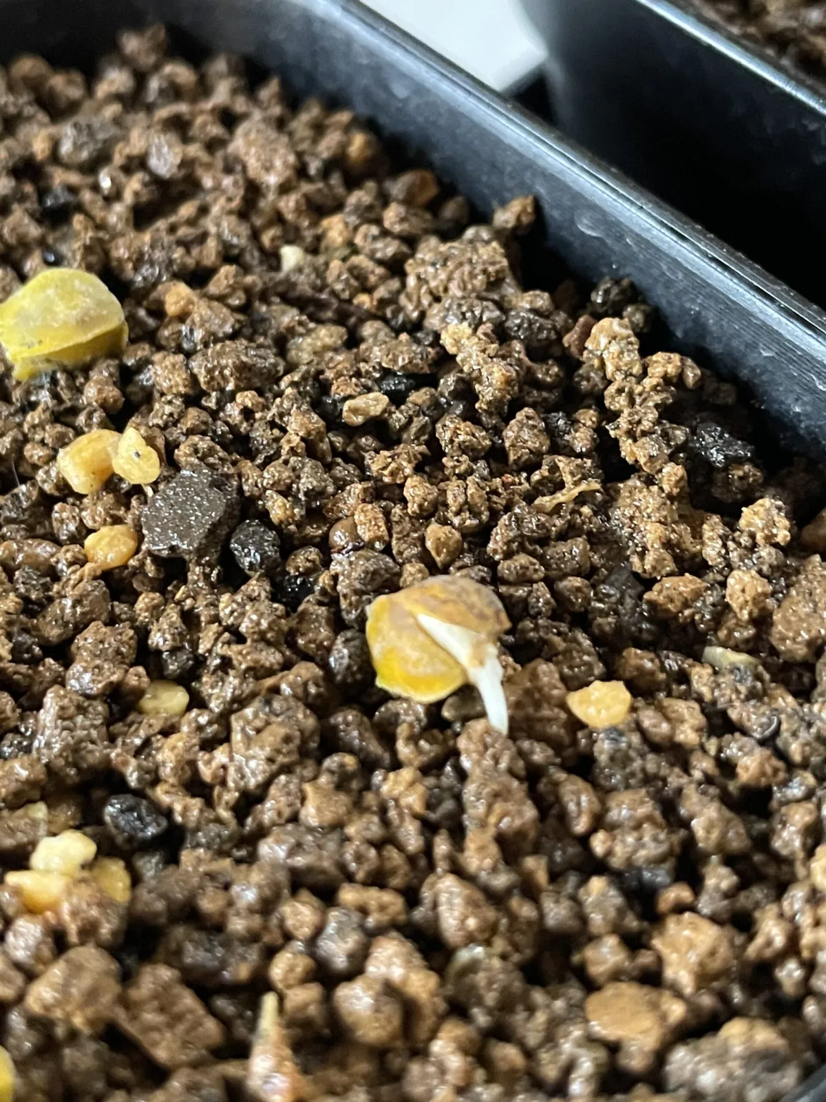 Bursera fagaroides (ブルセラ ファガロイデス)