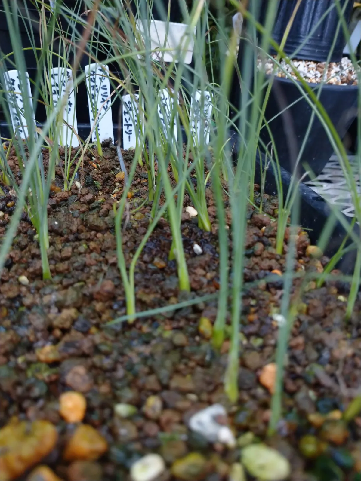 Dasylirion gentryi (ダシリリオン ジェントリー)