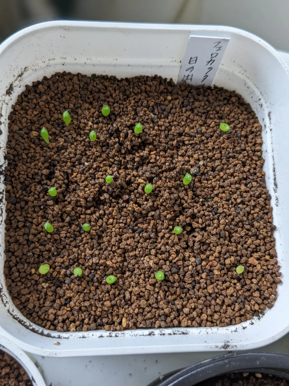 Ferocactus latispinus (フェロカクタス ラティスピナス 日の出丸)