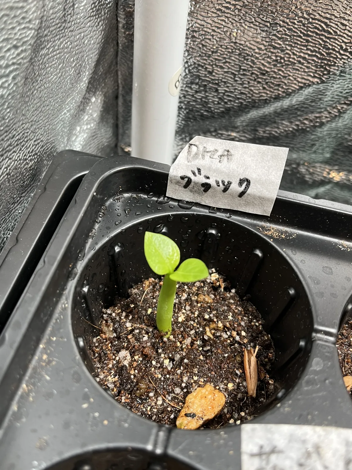 Adenium obesum Black Branches (アデニウムブラックブランチ DHA ブラックブランチ)