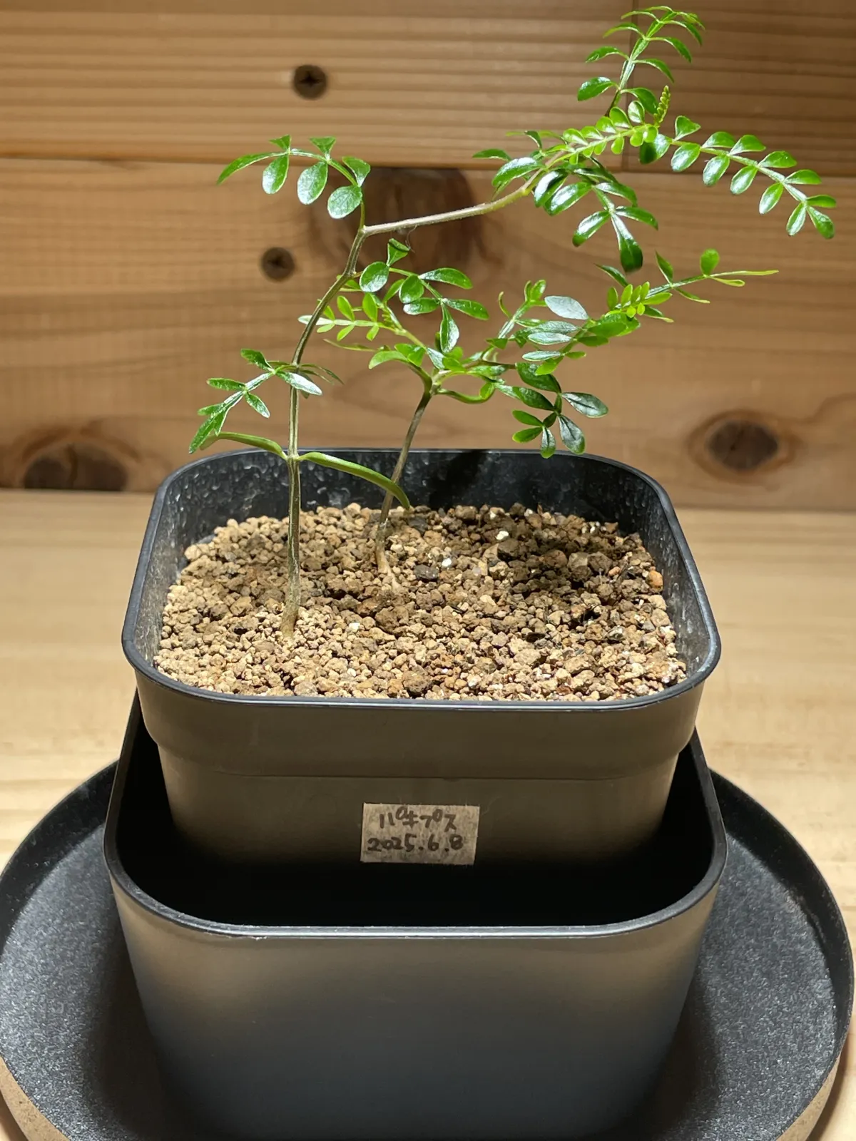 Operculicarya pachypus (オペルクリカリア パキプス2025D)