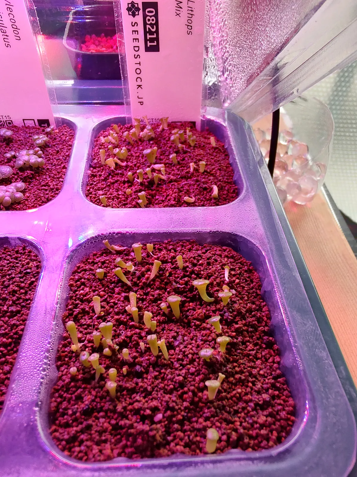 Lithops Mix (リトープス ミックス)