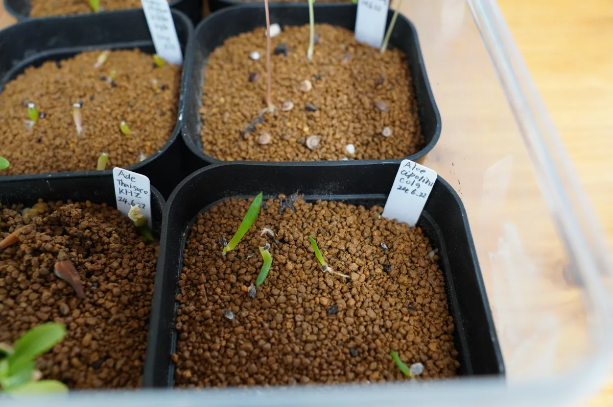 Aloe cipolinicola (アロエ キポリニコラ)