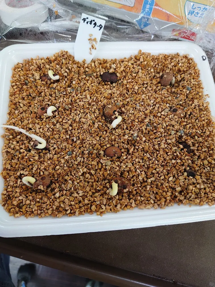 Adansonia digitata (アダンソニア（バオバブ） ディギタータ)