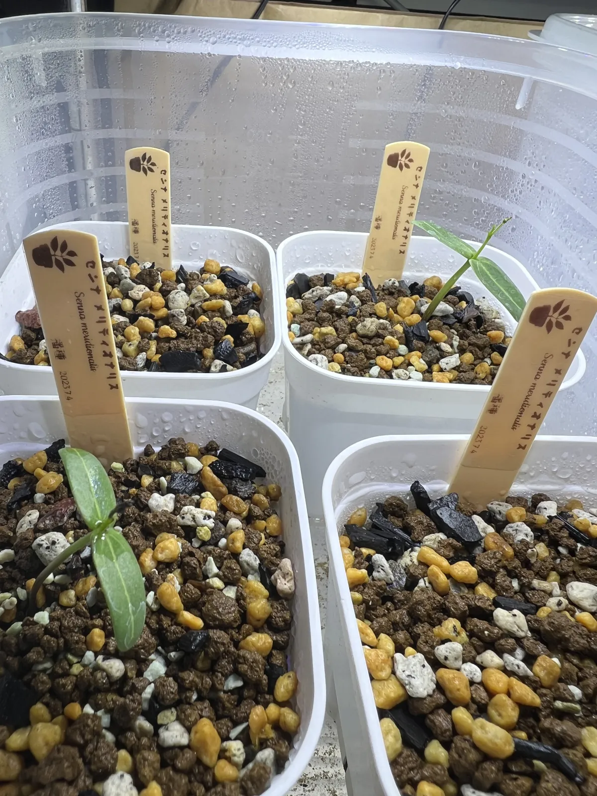 Senna meridionalis (センナ メリディオナリス)