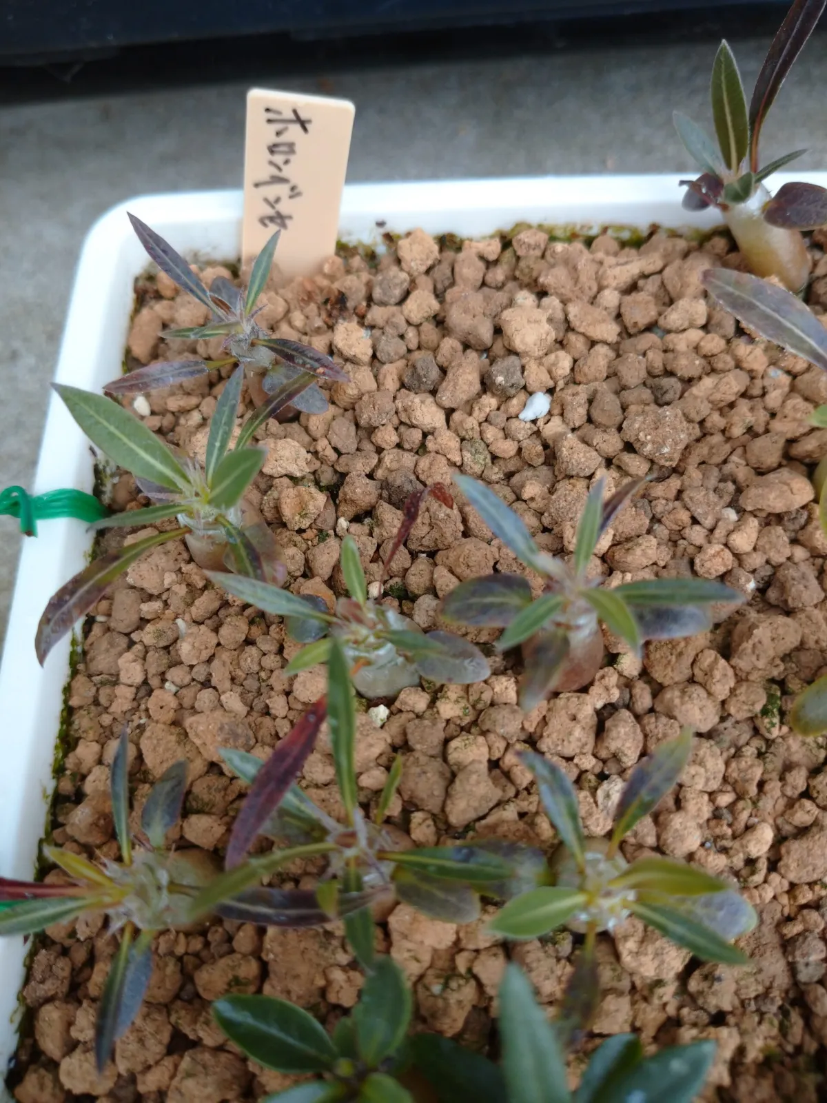 Pachypodium horombense (パキポディウム ホロンベンセ)