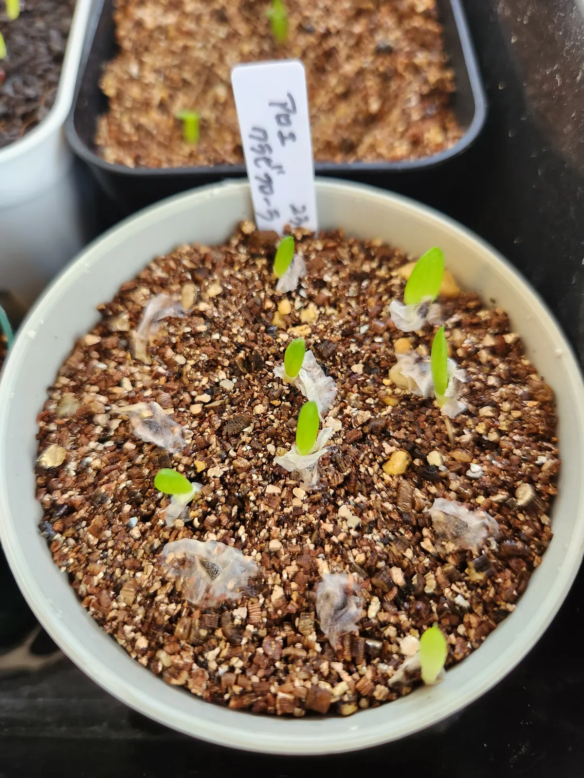 Aloe claviflora (アロエ クラビフローラ)