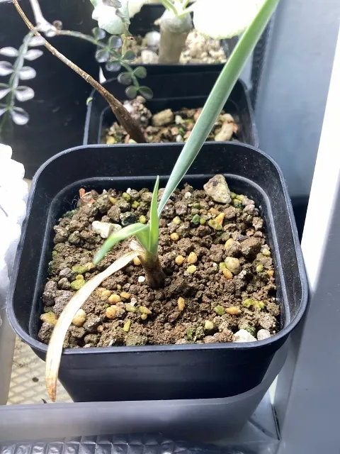 Boophone disticha (ブーファン ディスティカ)