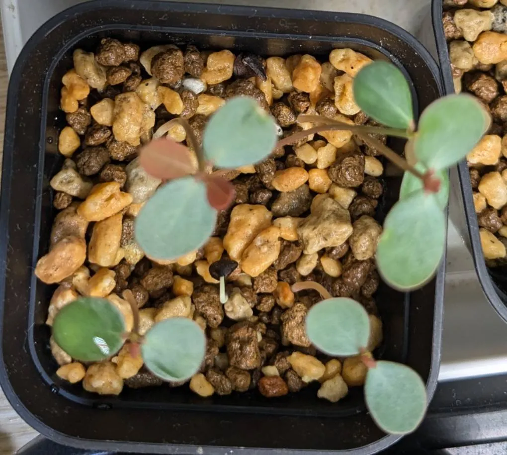 Phyllanthus mirabilis (フィランサス ミラビリス)