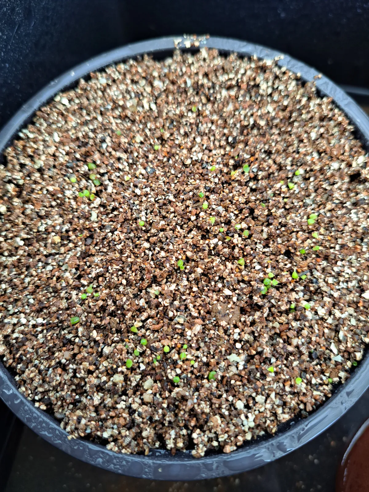 Lithops Mix (リトープス ミックス)