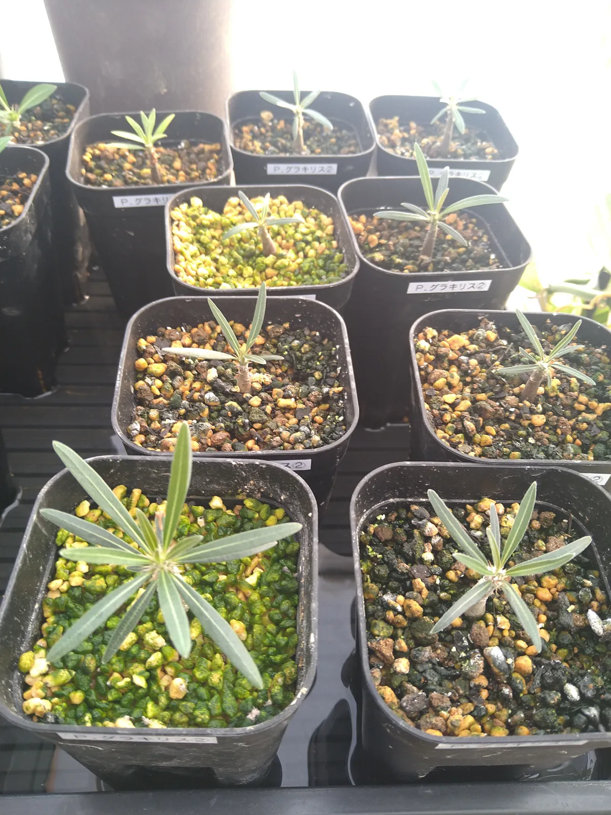 Pachypodium rosulatum var. gracilius (パキポディウム グラキリス)