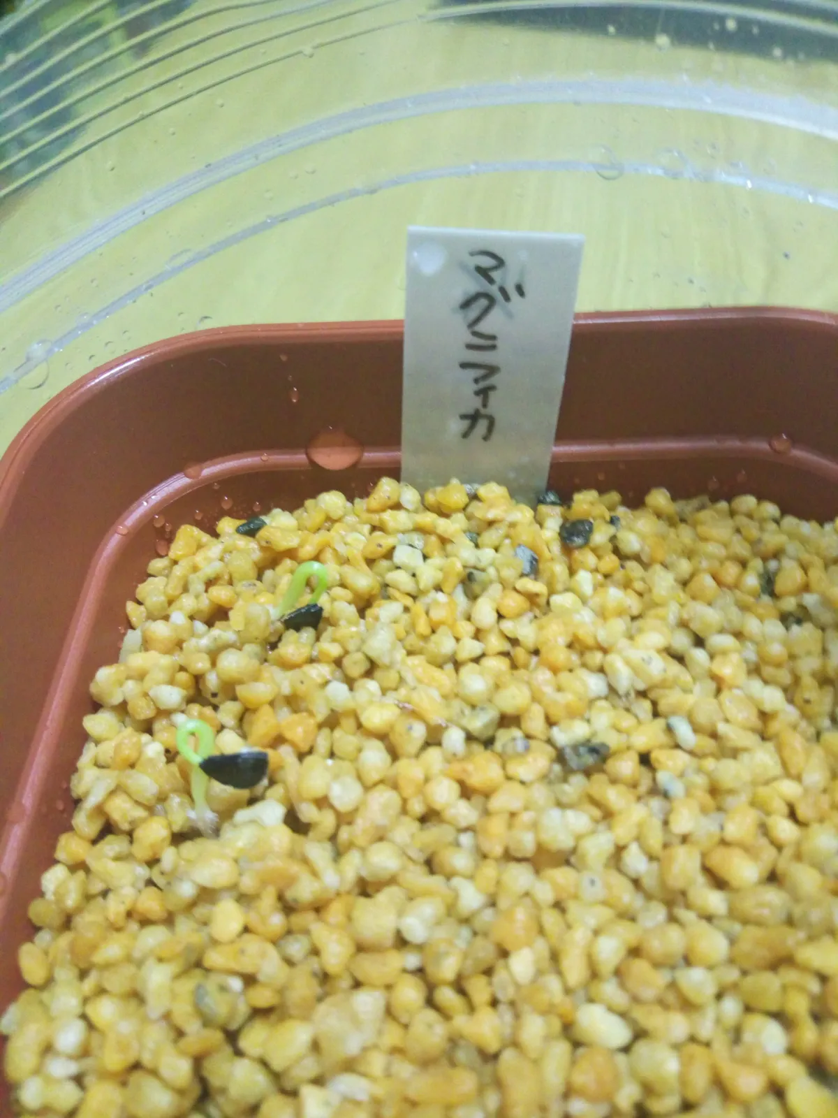 Agave salomonii Magnifica (アガベ マグニフィカ)