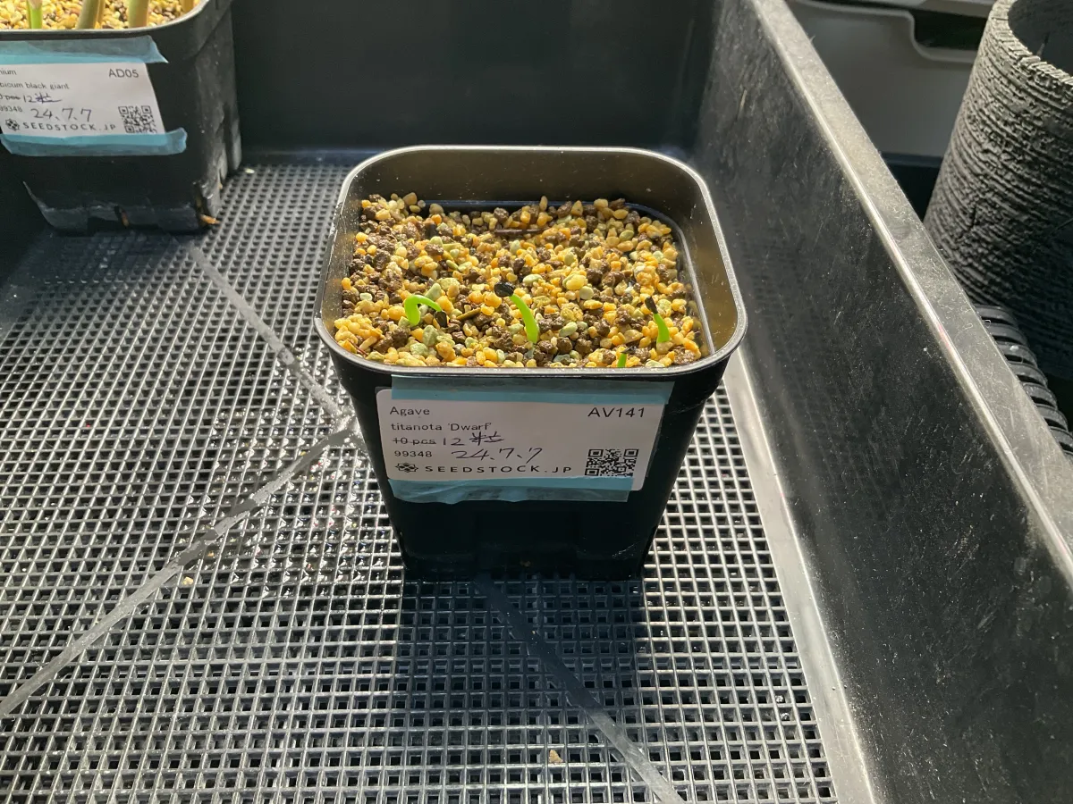 Agave titanota (アガベ チタノタ ドワーフ)