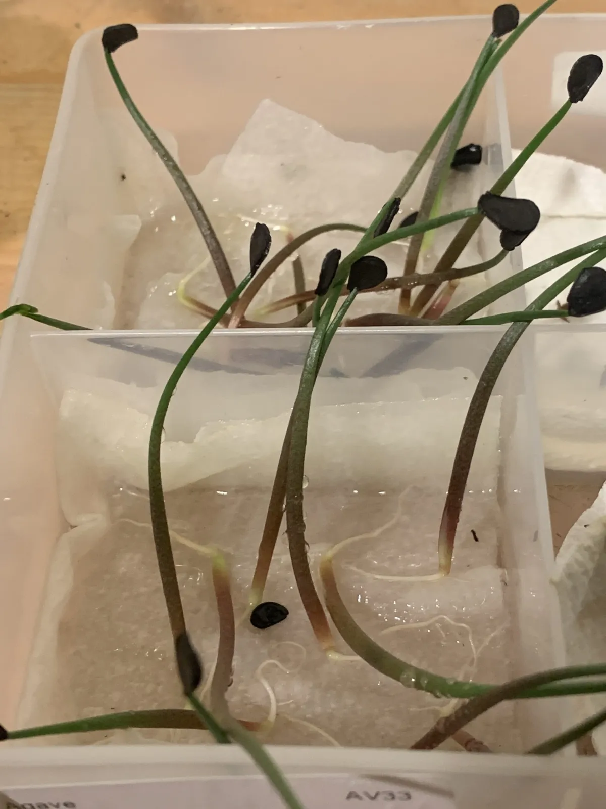 Agave shrevei ssp. magna (アガベ シュリベイマグナ)