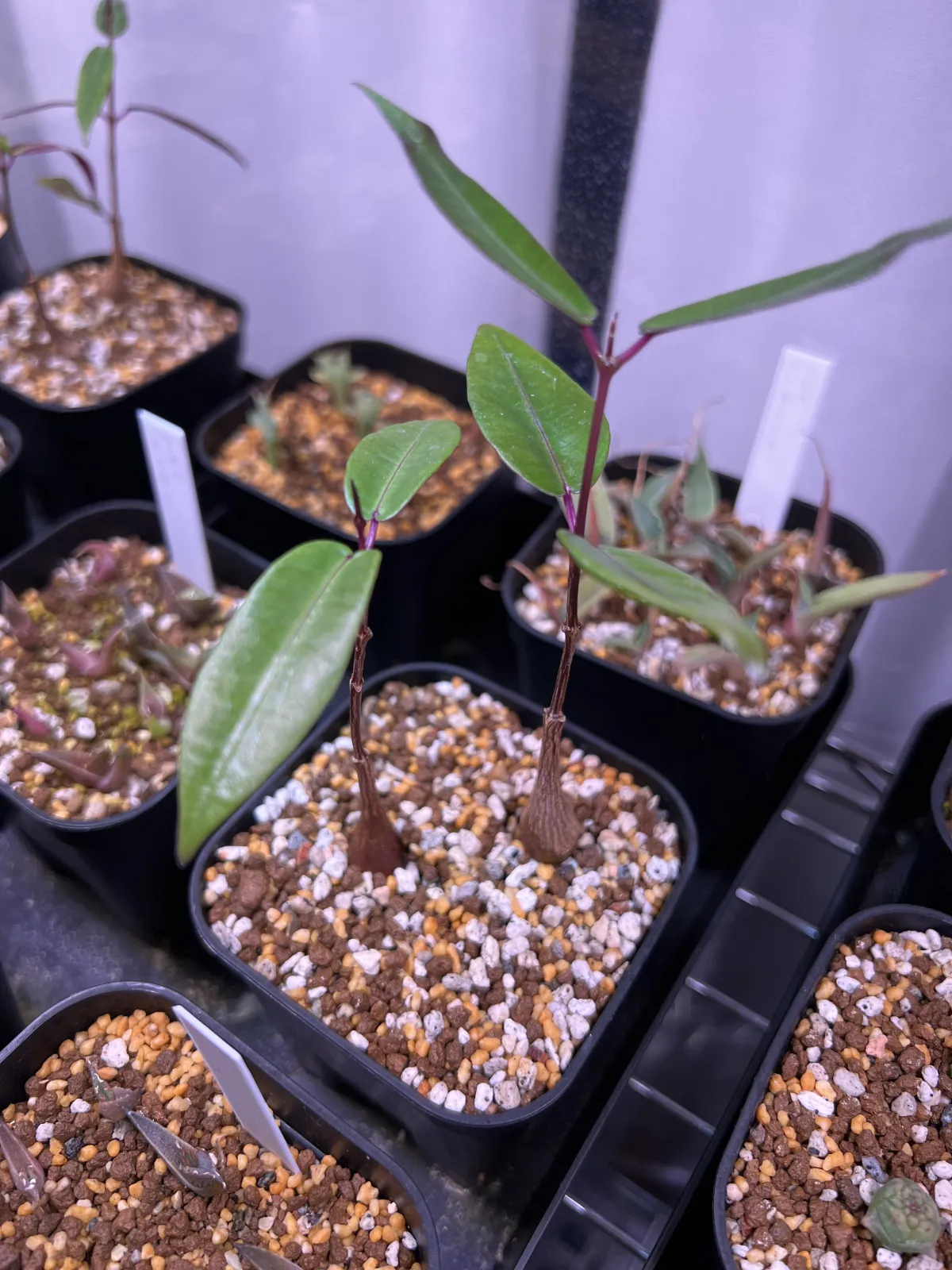 Petopentia natalensis (ペトペンチア ナタレンシス)