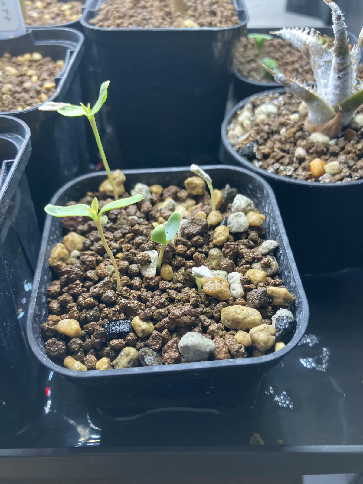 Fouquieria splendens subsp. campanulata (フォークイエリア カンパニュラタ)