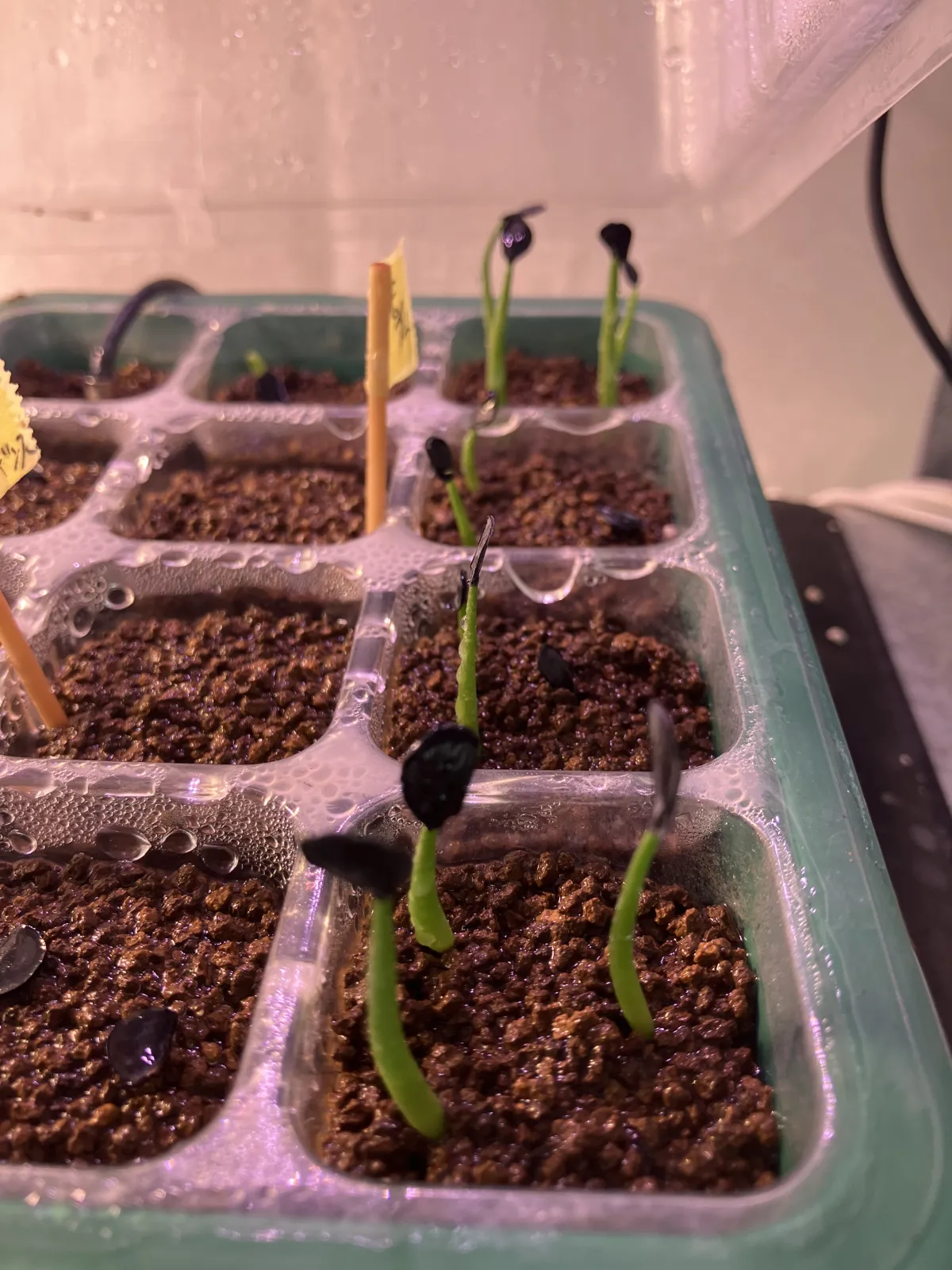 Agave montana (アガベ モンタナ)