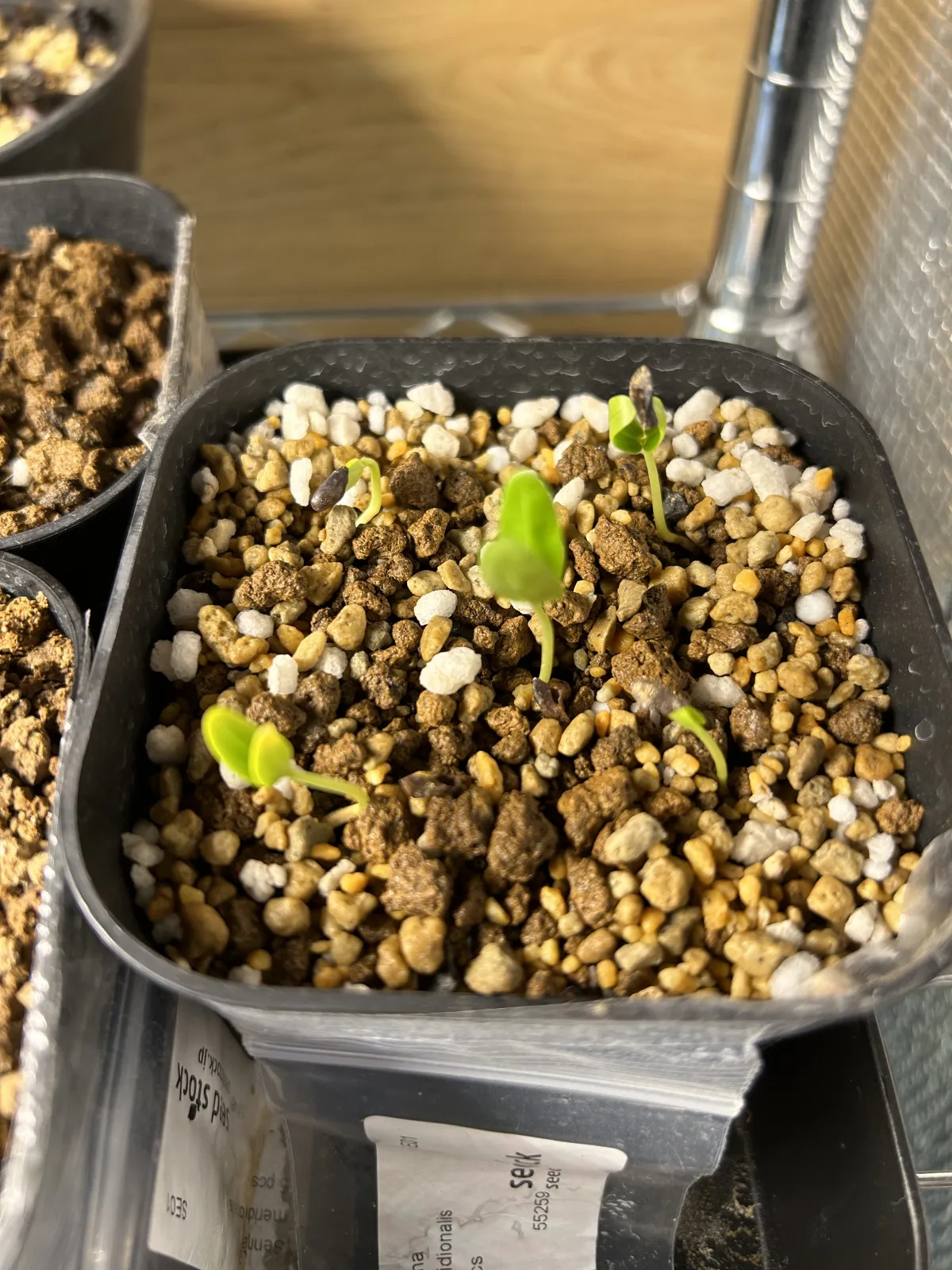 Senna meridionalis (センナ メリディオナリス)